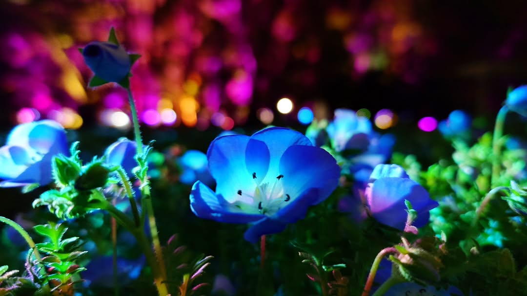 夜のネモフィラが光り輝く｢チームラボ ボタニカルガーデン 大阪｣