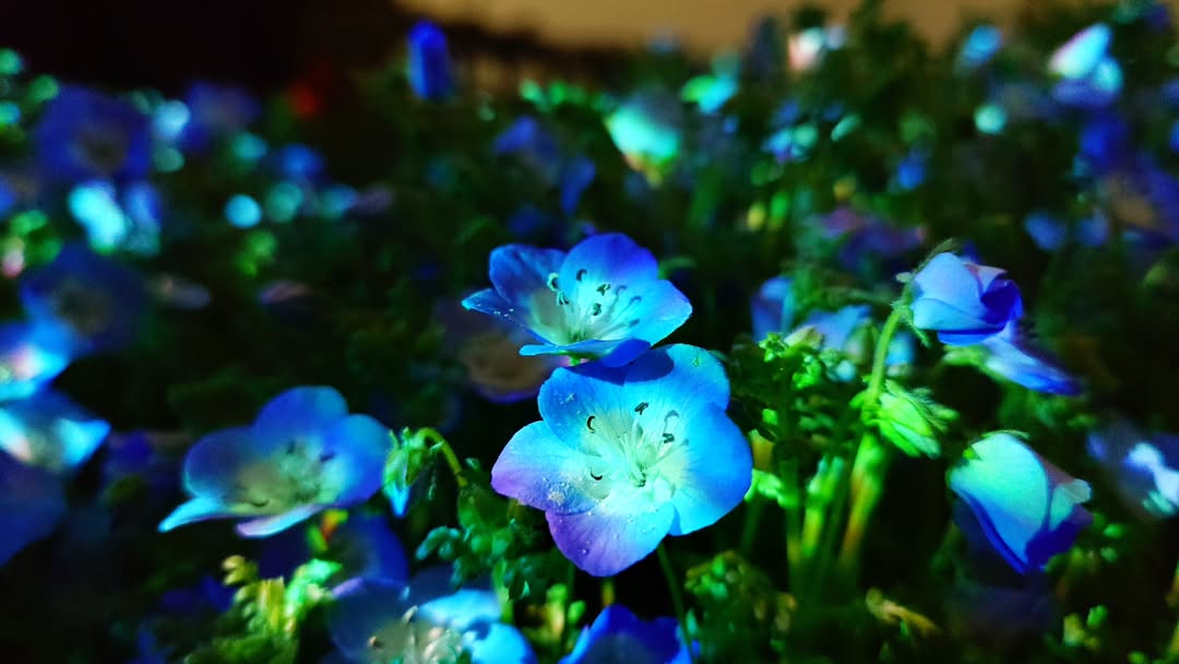 ｢チームラボ ボタニカルガーデン 大阪｣