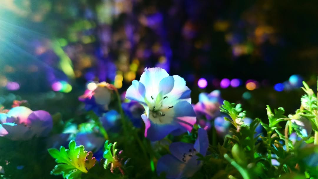 ｢チームラボ ボタニカルガーデン 大阪｣