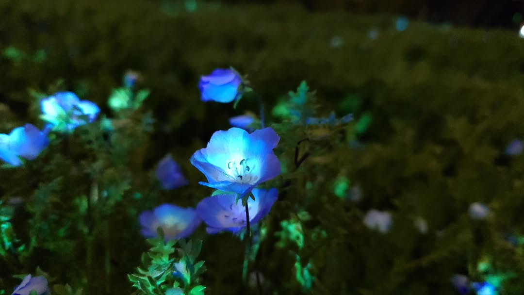 ｢チームラボ ボタニカルガーデン 大阪｣