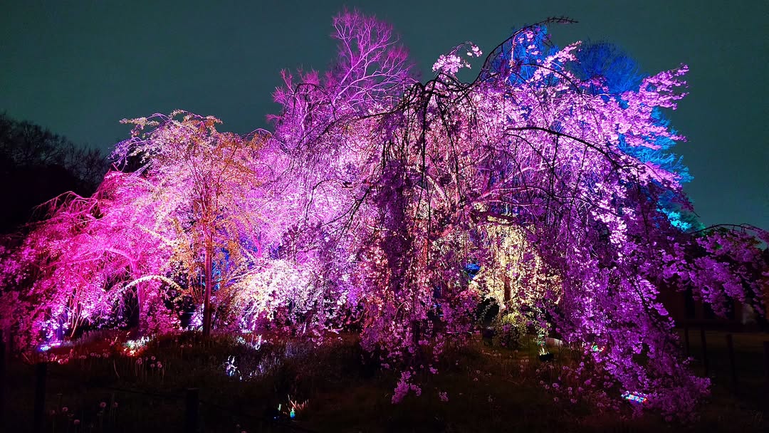 ｢チームラボ ボタニカルガーデン 大阪｣