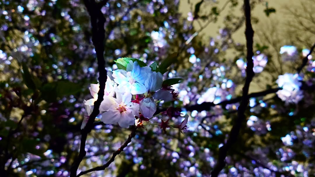 ｢チームラボ ボタニカルガーデン 大阪｣