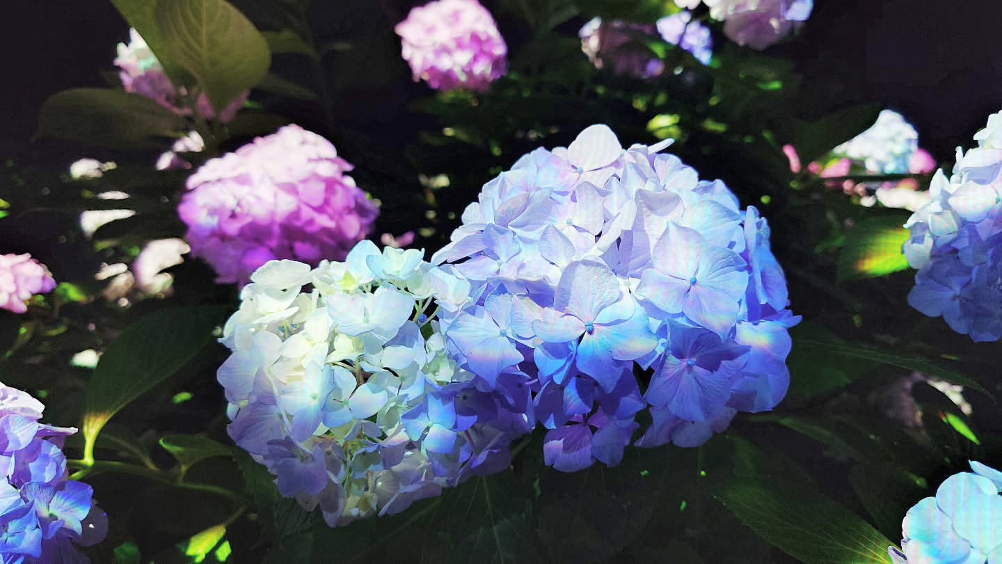 長居植物園｢チームラボ ボタニカルガーデン 大阪｣紫陽花