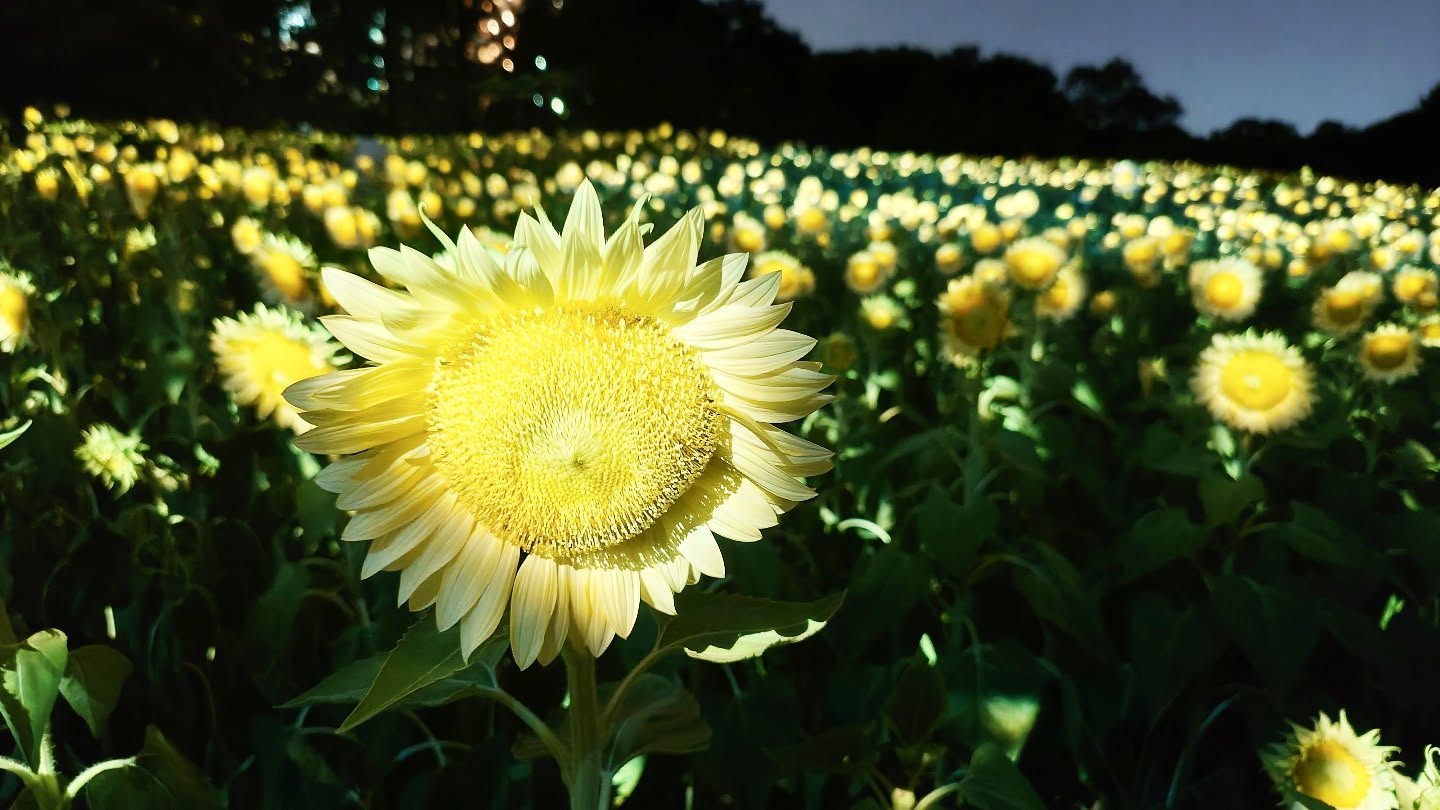 長居植物園｢チームラボ ボタニカルガーデン 大阪｣白いヒマワリ