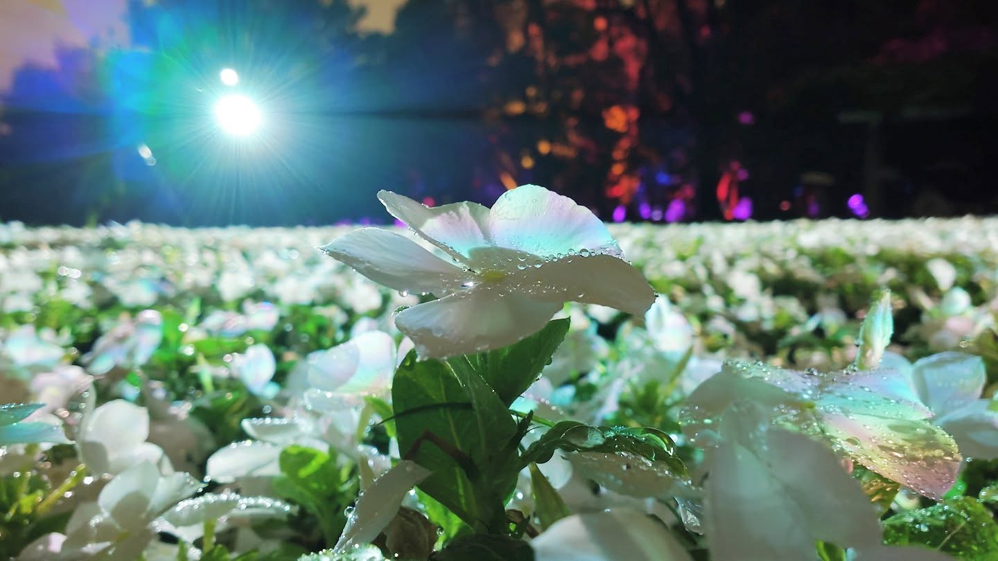 長居植物園｢チームラボ ボタニカルガーデン 大阪｣白いニチニチソウ