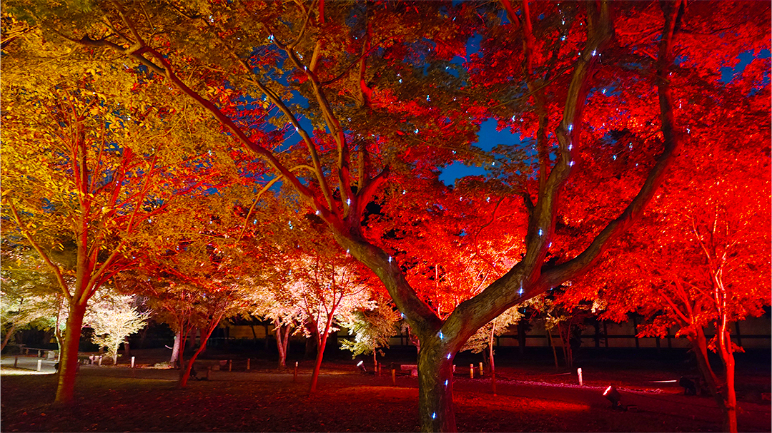 NAKED meets 二条城