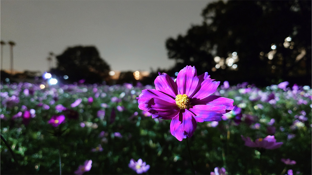 チームラボ ボタニカルガーデン 大阪