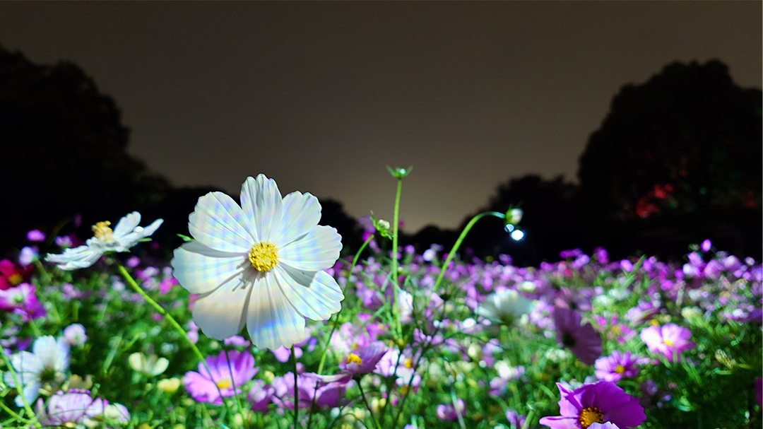 チームラボ ボタニカルガーデン 大阪