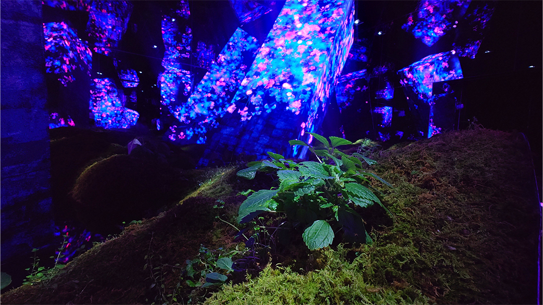 ｢チームラボ バイオヴォルテックス 京都｣