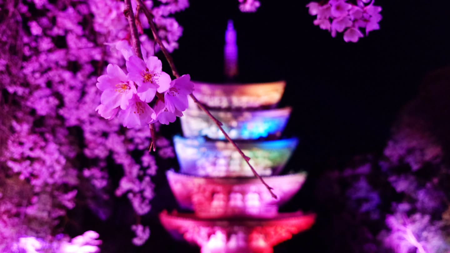 ｢NAKED meets 世界遺産 醍醐寺―醍醐花見―｣