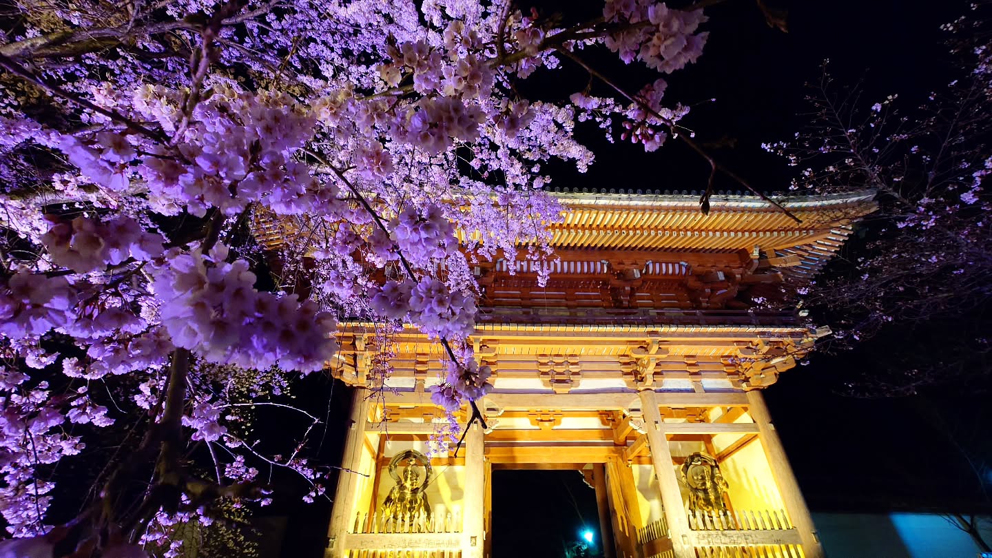 ｢NAKED meets 世界遺産 醍醐寺―醍醐花見―｣