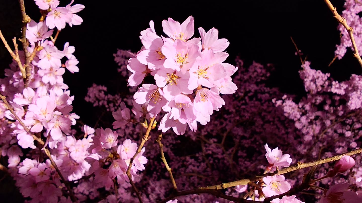 ｢NAKED meets 世界遺産 醍醐寺―醍醐花見―｣