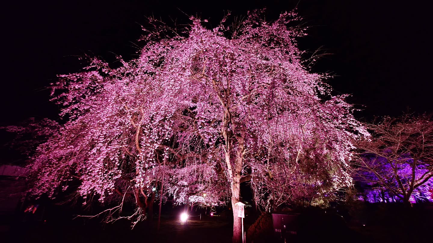 ｢NAKED meets 世界遺産 醍醐寺―醍醐花見―｣