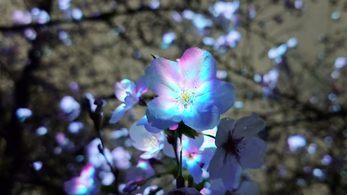 桜の新作を初公開｢チームラボ ボタニカルガーデン 大阪｣