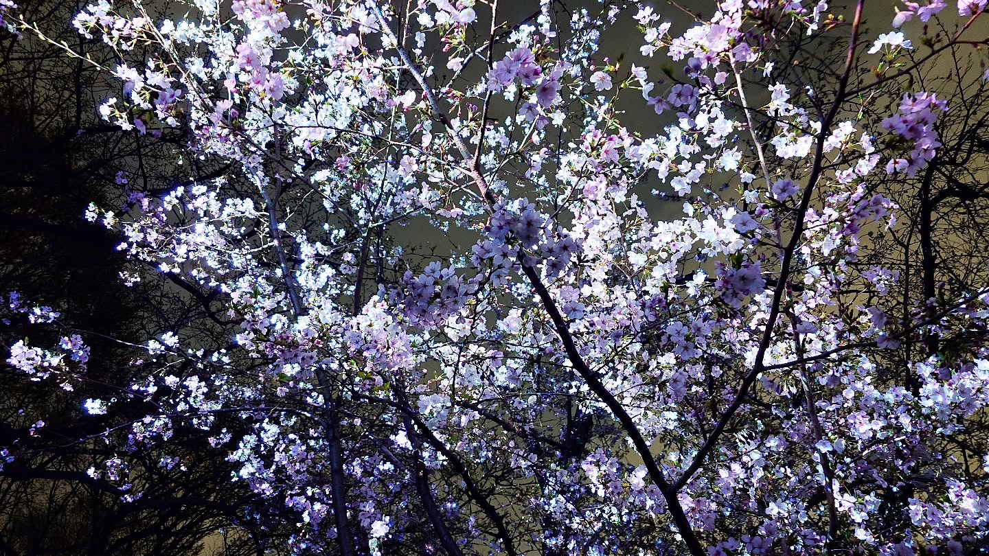 ｢チームラボ ボタニカルガーデン 大阪｣