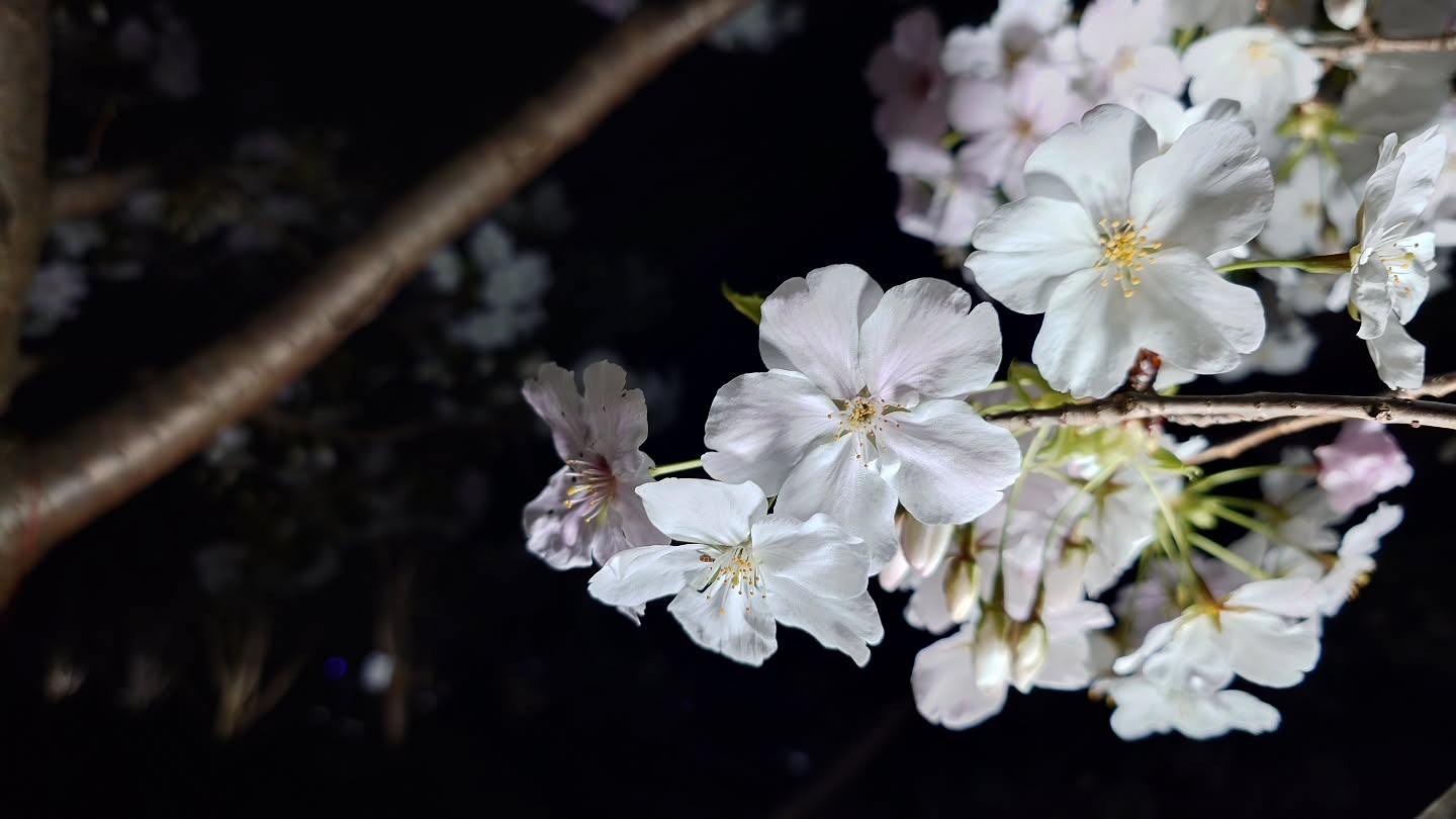 ｢チームラボ ボタニカルガーデン 大阪｣