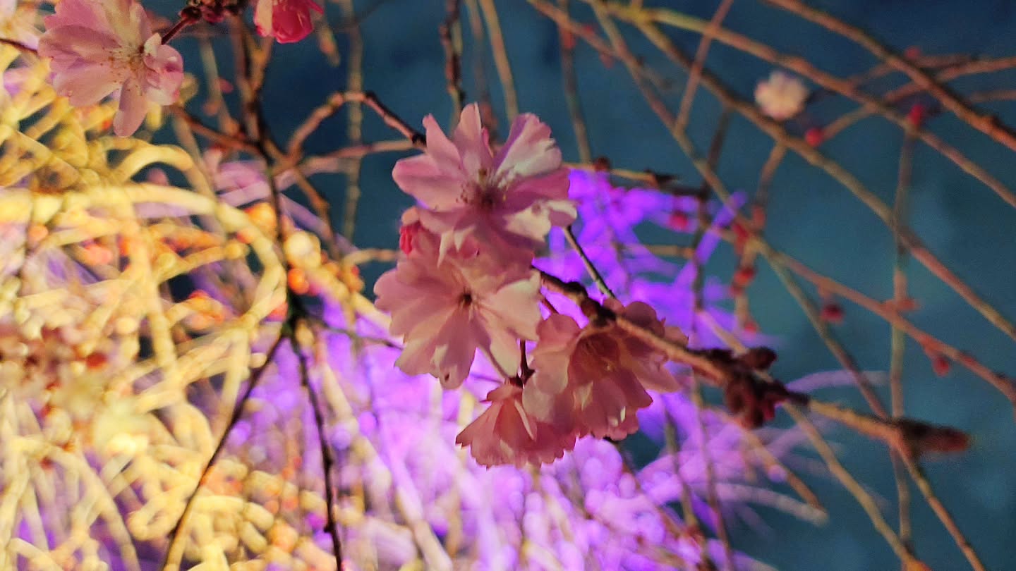 ｢チームラボ ボタニカルガーデン 大阪｣